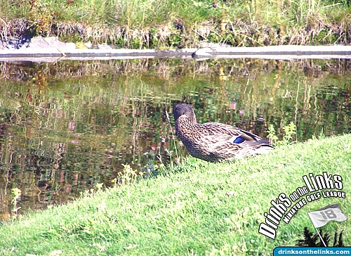 Ducks on the Links
