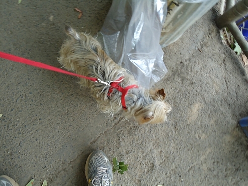 Sprint Kickball 2011 