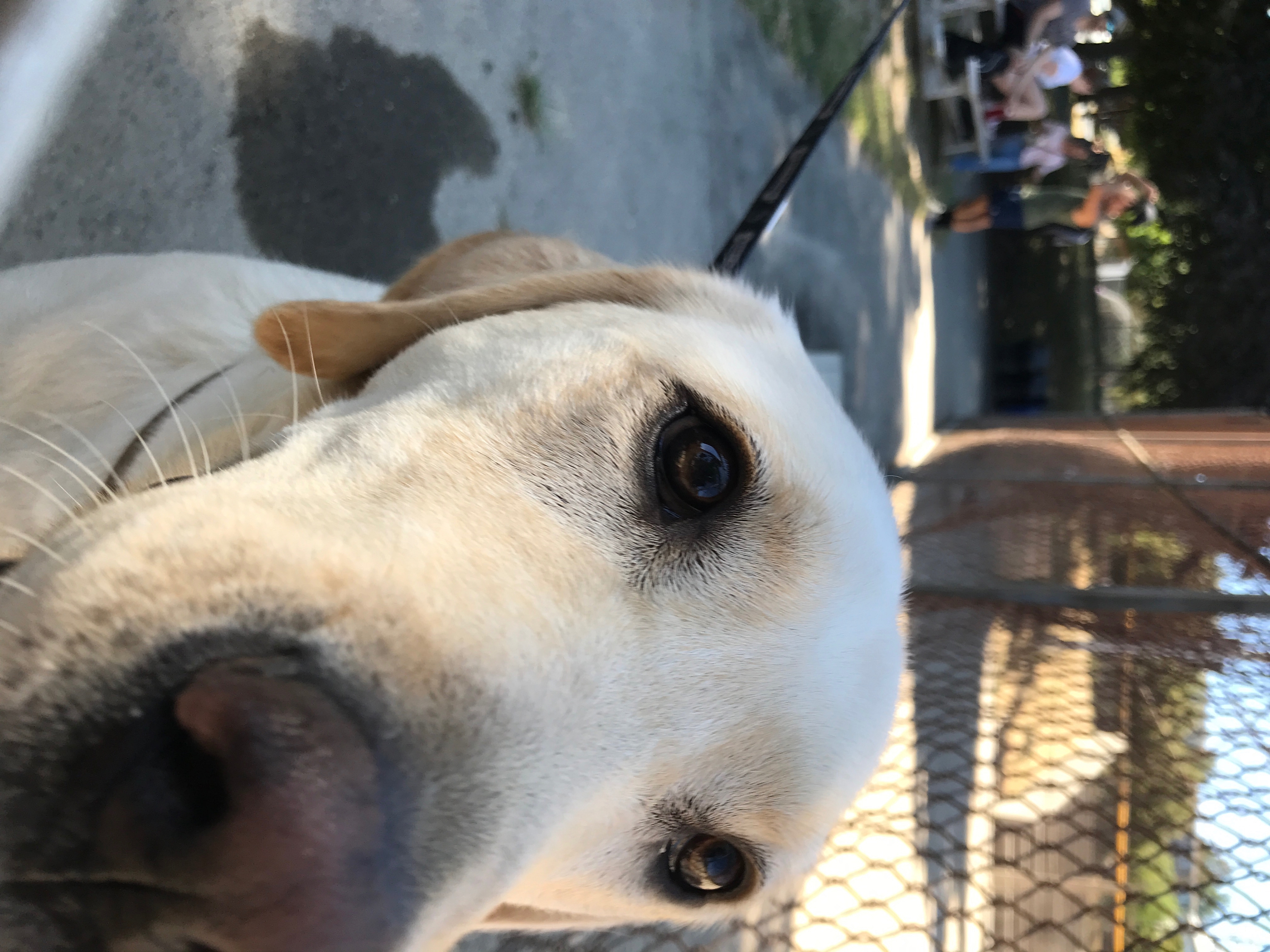 POTG - PitchBook Panthers