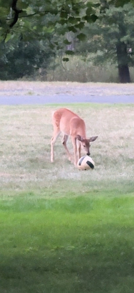 POTG - green tea shots