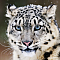 Snow Leopards