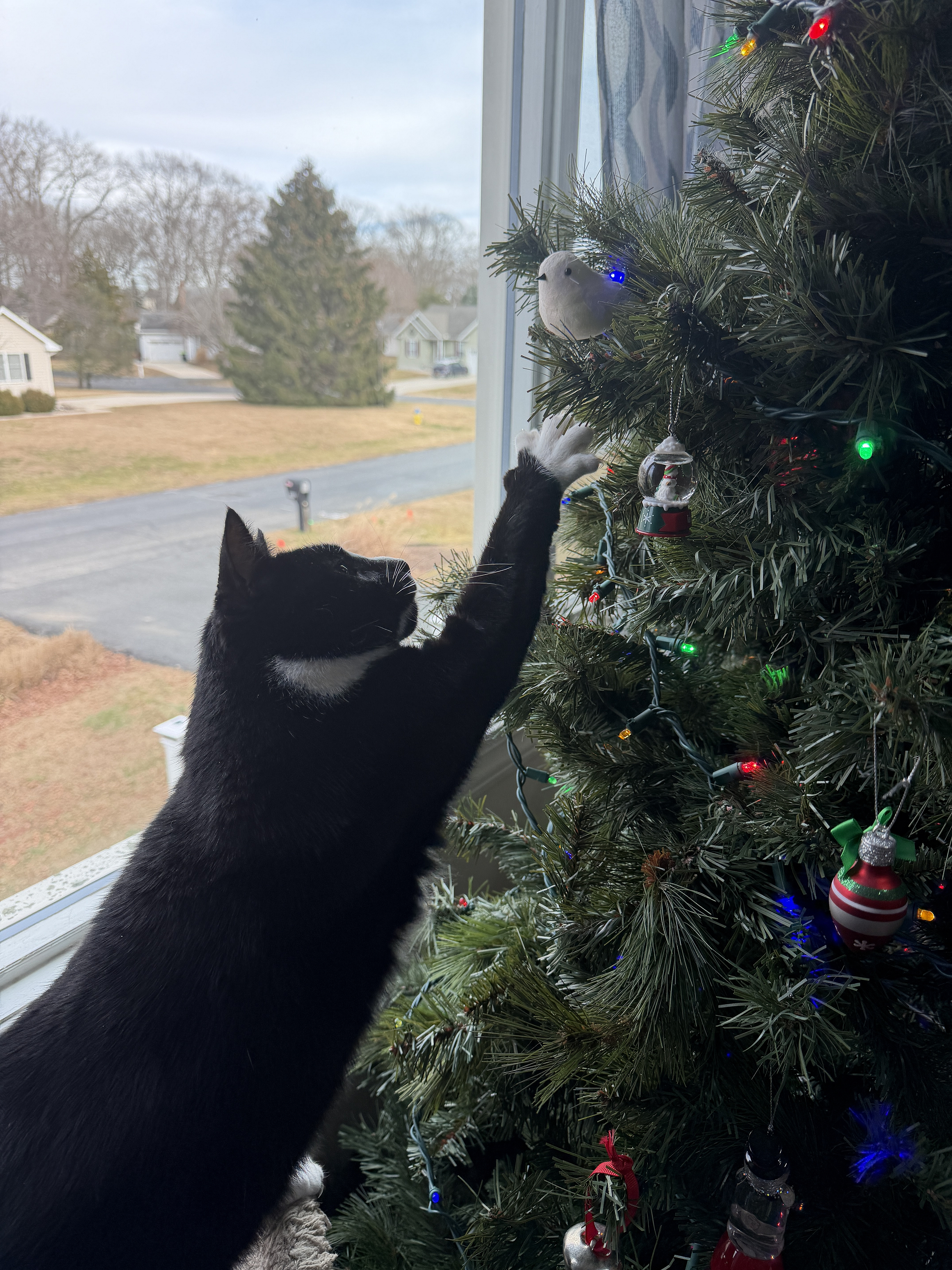 POTG - Ball til we Fall 🔥 