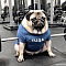 Pumping Pugs