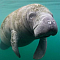 Manatees Team Logo