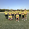 Flag Runners