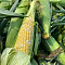 Maize Masters Team Logo